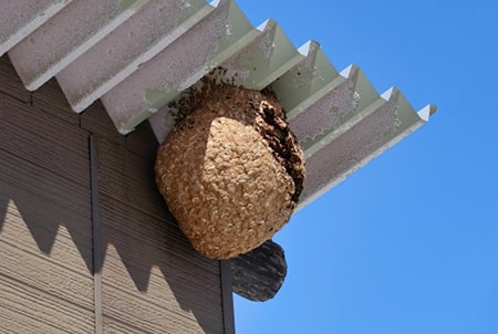 スズメバチ駆除